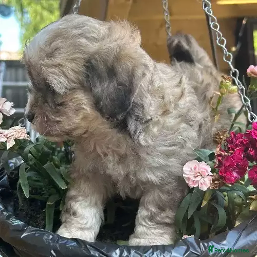 Shih Tzu dogs for sale: Playful dolly face Shih Tzu puppy looking  - Advert 1