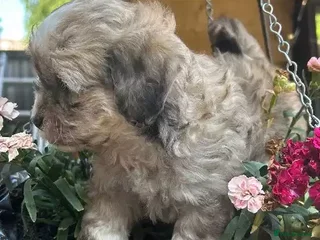 Shih Tzu dogs Playful dolly face Shih Tzu puppy looking - Advert 1