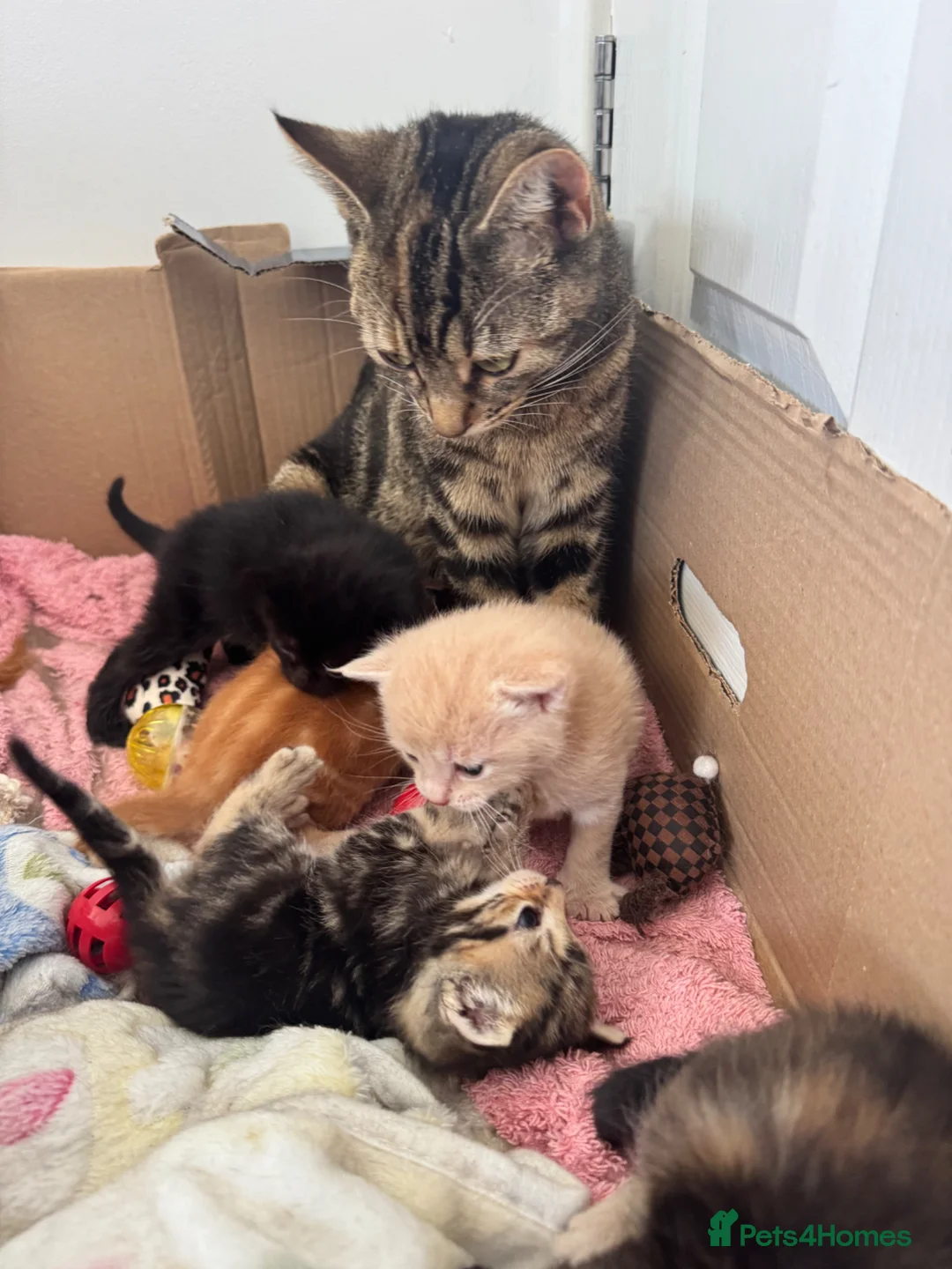 British Shorthair cats for sale: 5 BSH kittens looking for very good homes in Teignmouth - Advert 2