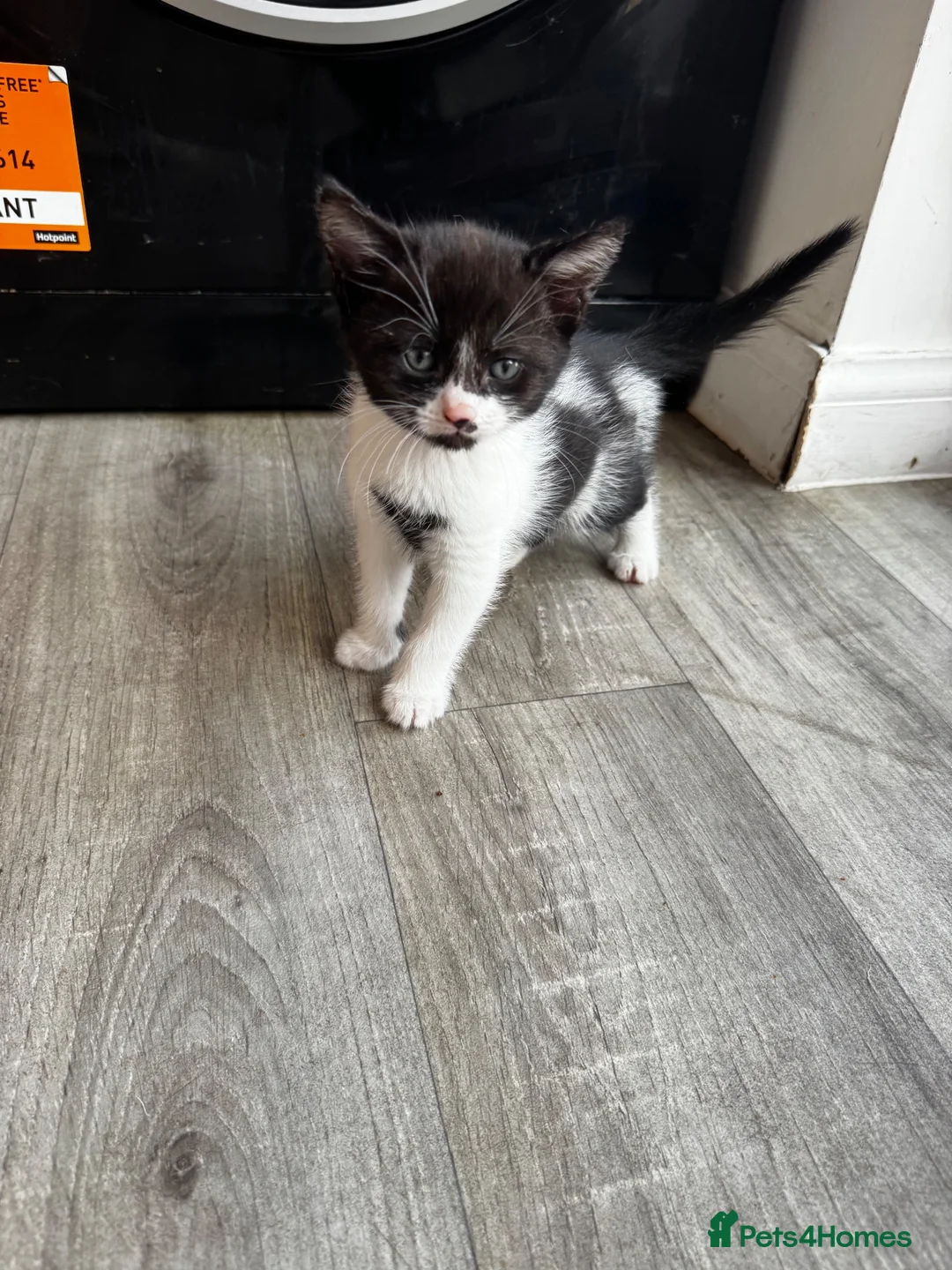 Mixed Breed cats for sale: Three adorable kittens looking for their new home in Goole - Advert 2