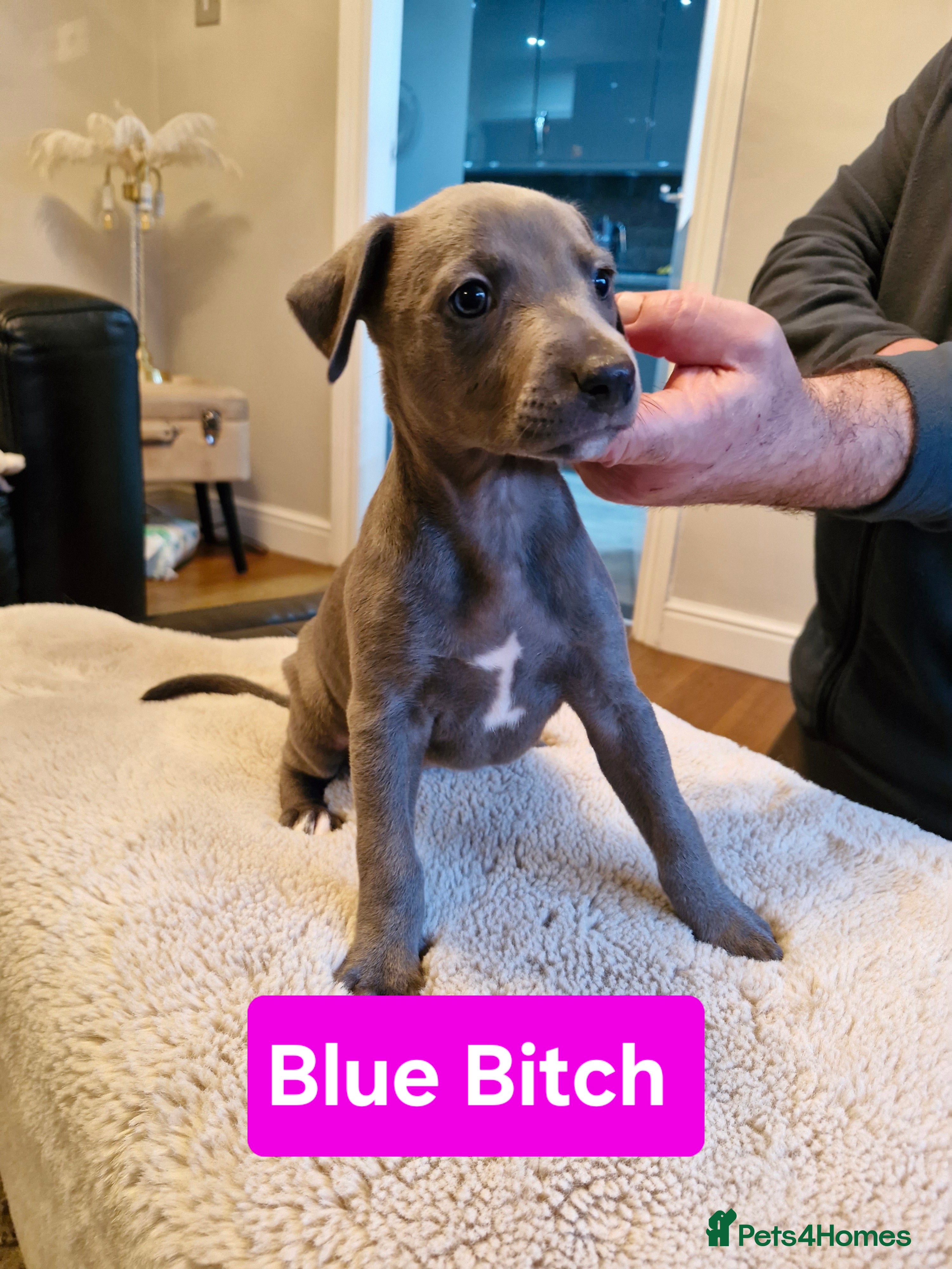 Whippet dogs KC Reg Whippet Puppies for sale  - Advert 3