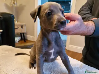 Whippet dogs KC Reg Whippet Puppies for sale - Advert 3