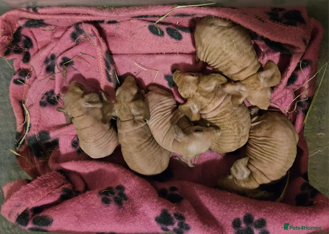 Guinea Pig rodents for sale: Skinnys Werewolfs & Lakelands Available Ready Now - Advert 7