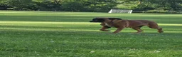 Boxer dogs for sale: Female boxer  - Advert 4