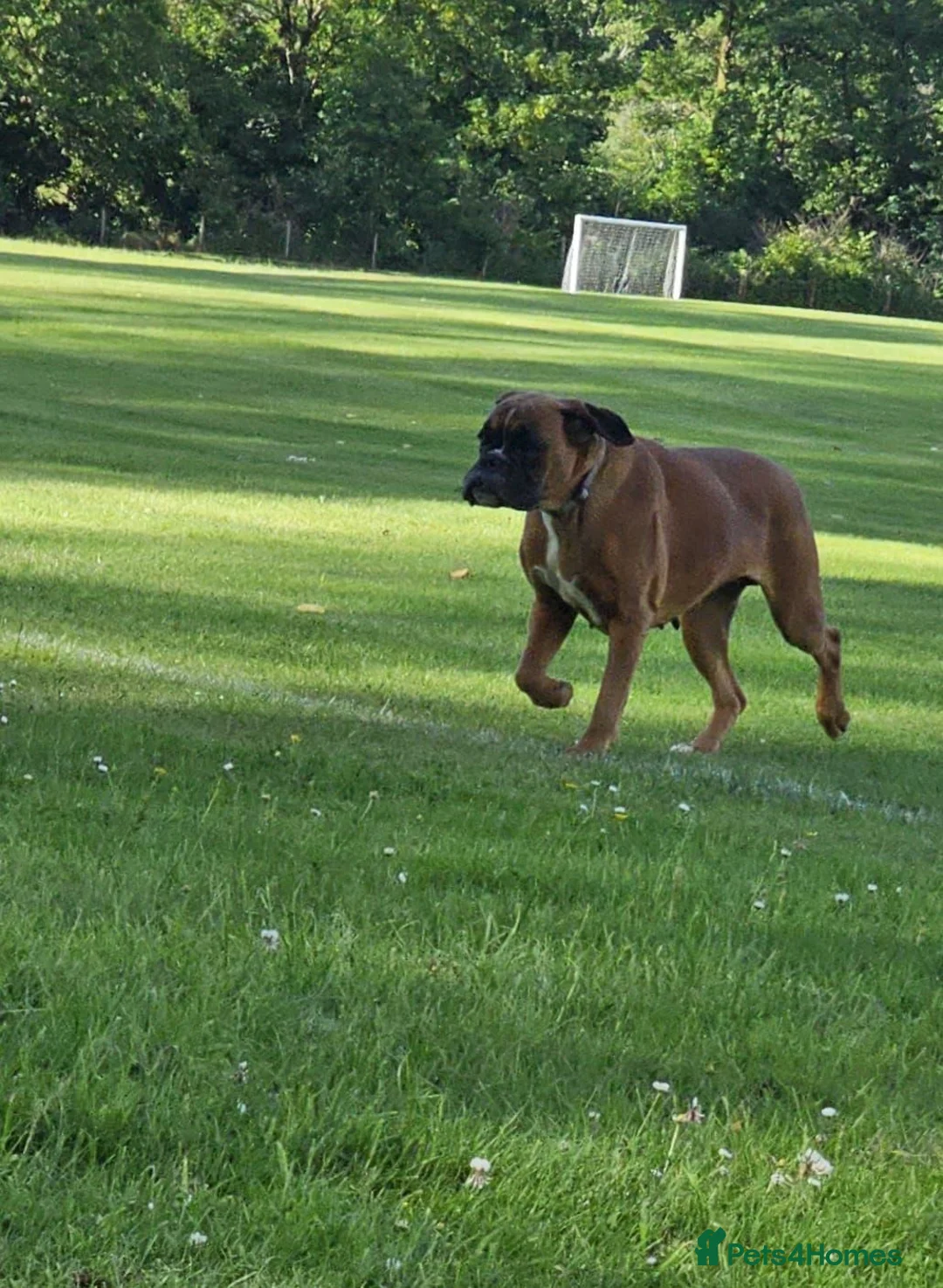 Boxer dogs for sale: Female boxer  - Advert 4