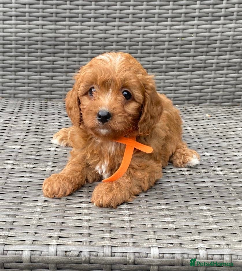 Orange collar