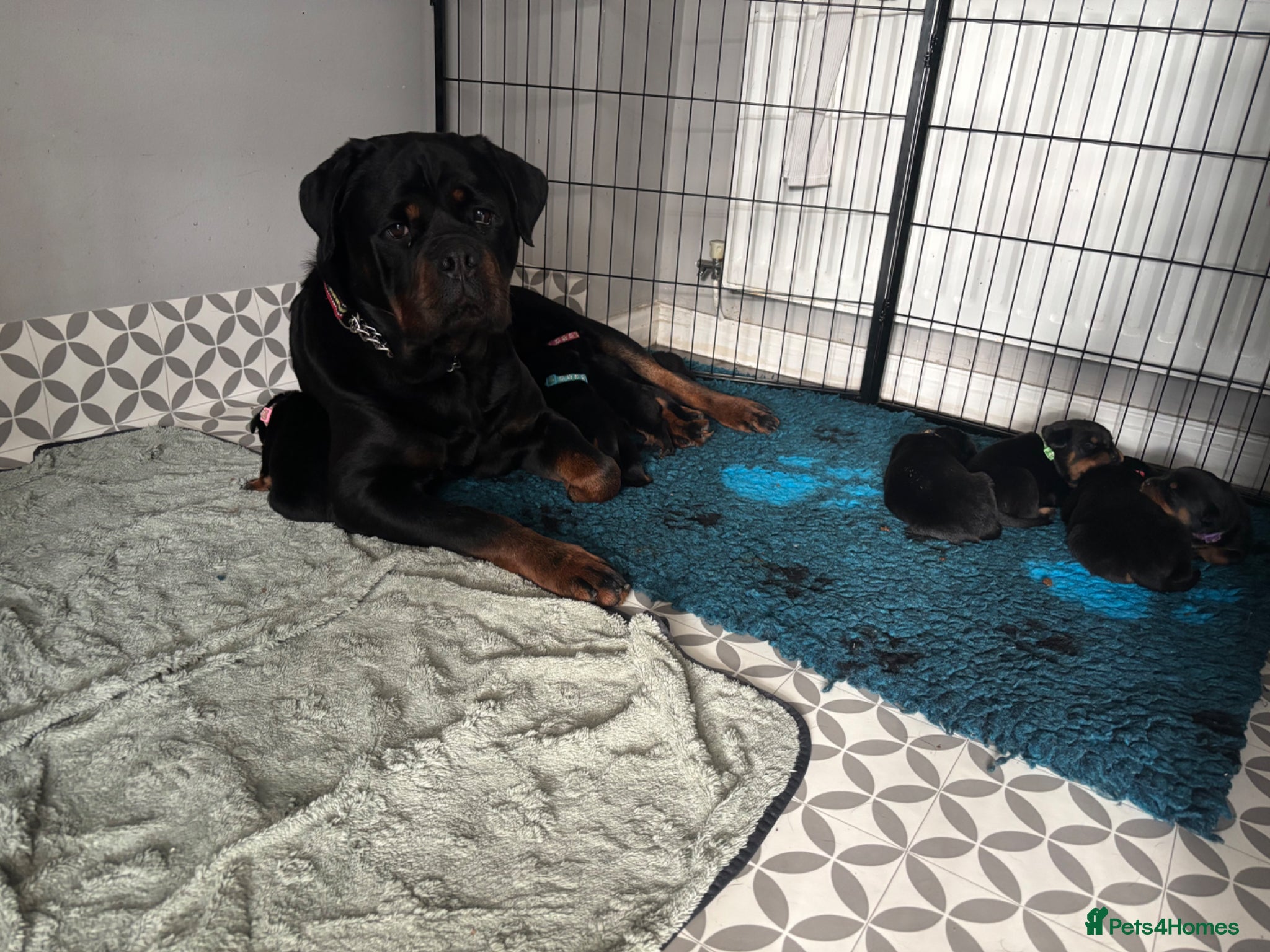 Rottweiler dogs Beautiful Rottie Pups available  - Advert 1