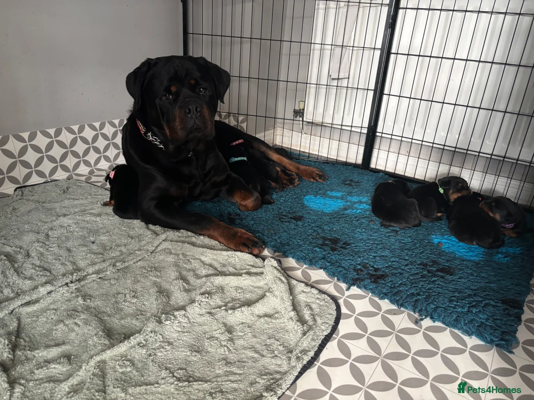 Rottweiler dogs for sale: Beautiful Rottie Pups available  - Advert 1