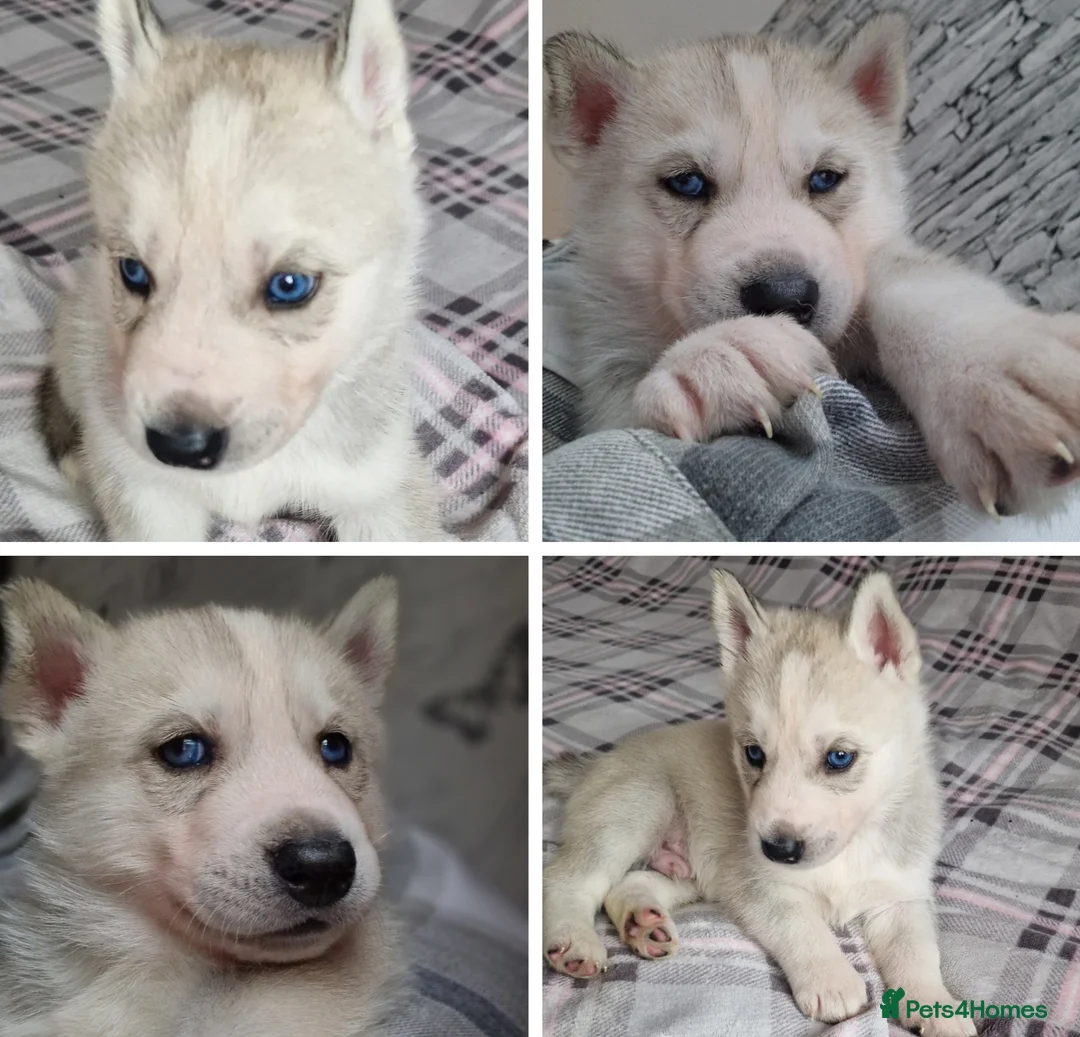 Siberian Husky dogs for sale: 1 beautiful girl left ❤️ ready now  - Advert 18