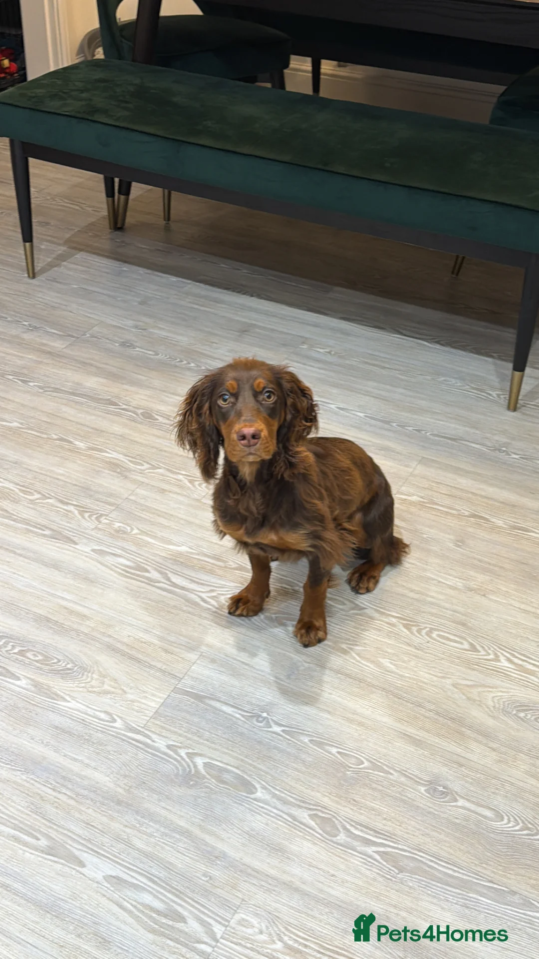 Cocker Spaniel dogs for sale: Beautiful Tan Cocker Spaniel  - Advert 1