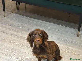 Cocker Spaniel dogs Beautiful Tan Cocker Spaniel - Advert 11