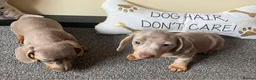 Miniature Dachshund dogs for sale: Miniature dachshund  in Swansea - Advert 7