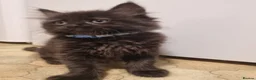 Mixed Breed cats for sale: 3 Ragdoll cross kittens, ready for thir new homes - Advert 5