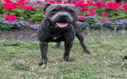 Staffordshire Bull Terrier dogs for sale: Stunning Staffordshire Bullterrier Puppies  - Image 6
