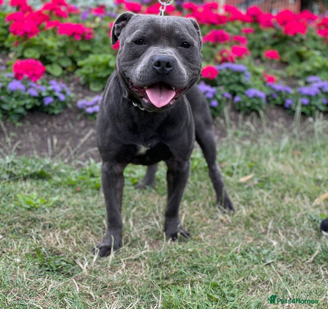 Staffordshire Bull Terrier dogs for sale: Stunning Staffordshire Bullterrier Puppies  - Image 6
