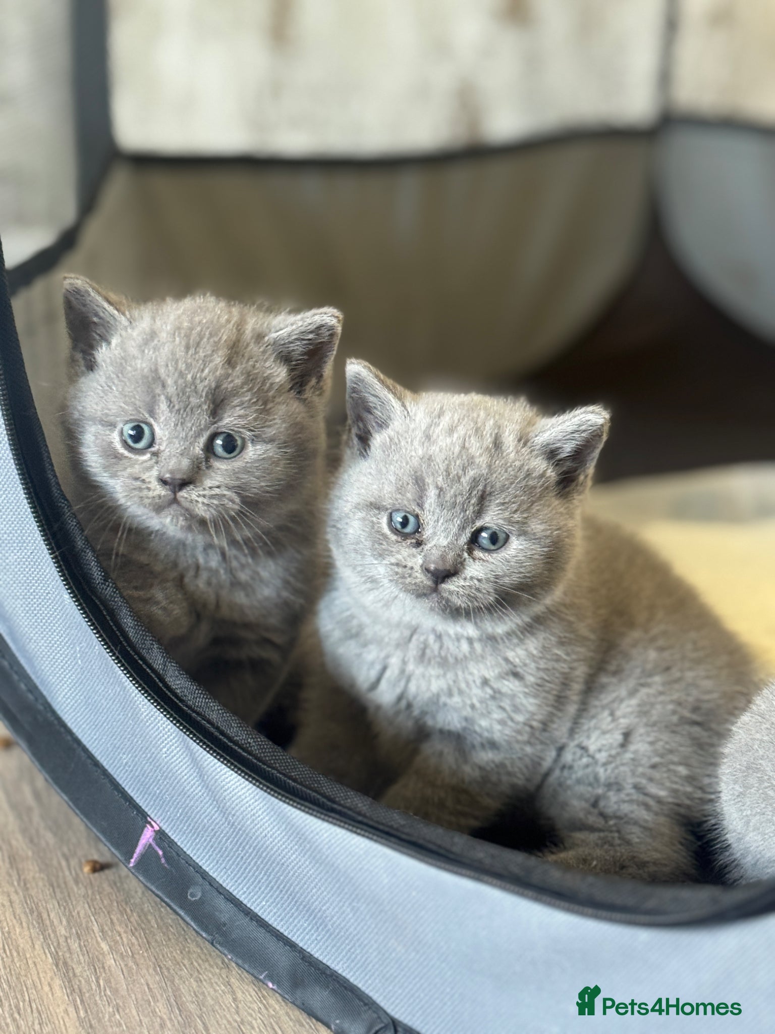 British Shorthair cats for sale: Beautiful British shorthair kittens  - Advert 14