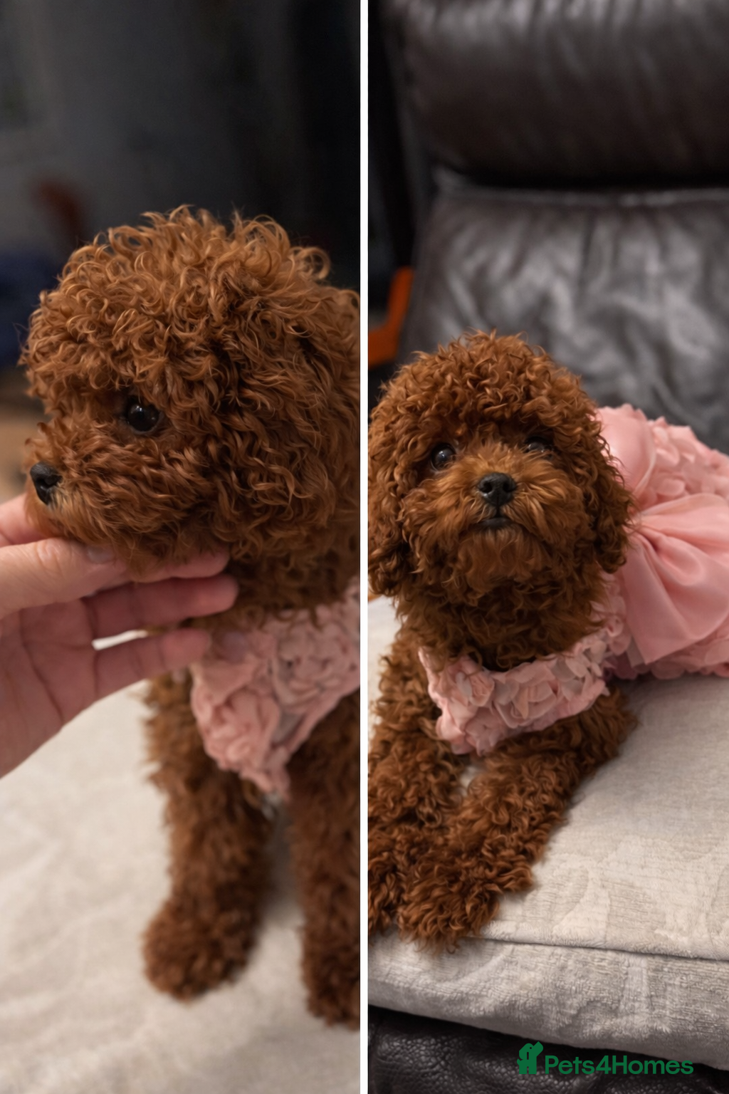 Toy Poodle dogs Teddy face Asian toy poodle girl  - Advert 18