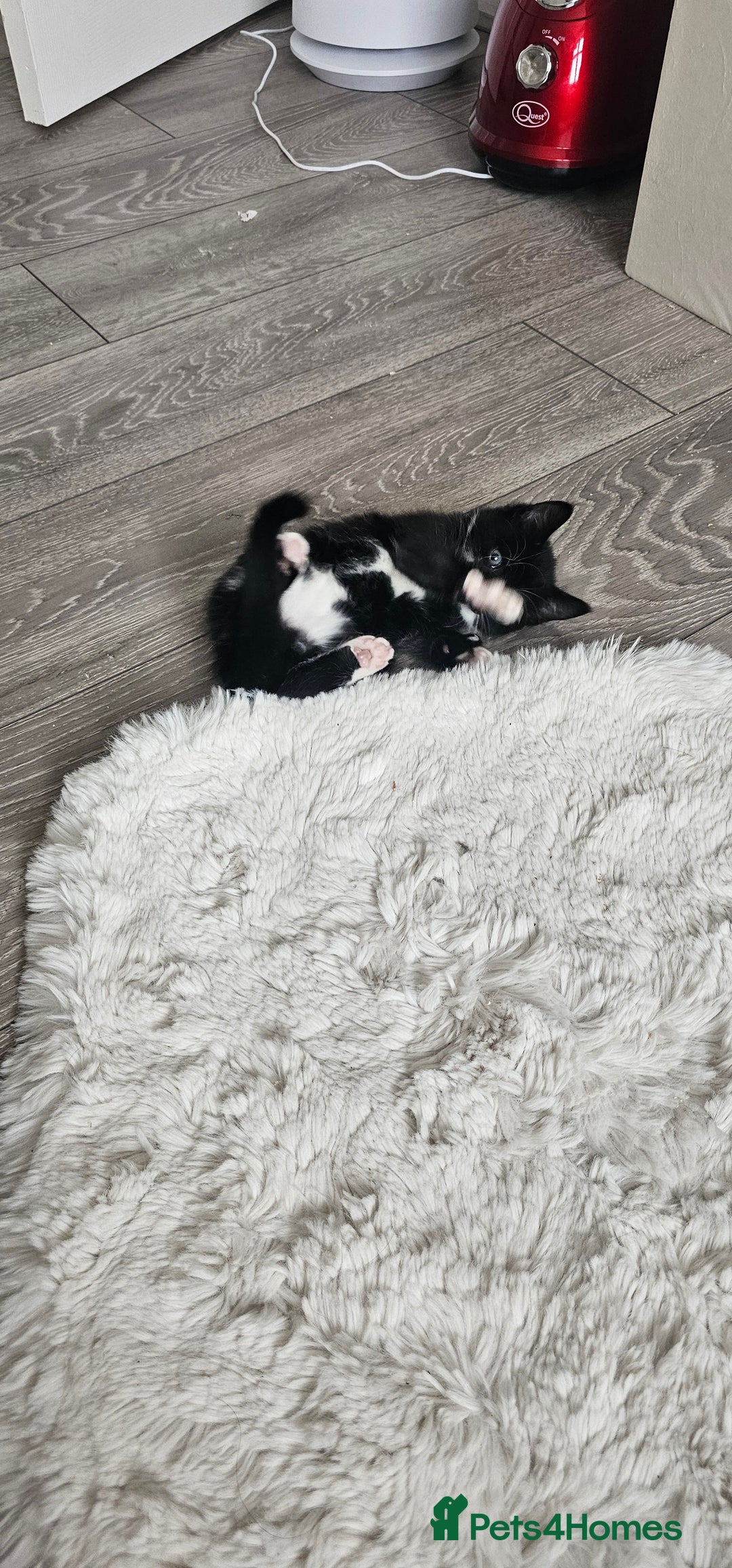 Mixed Breed cats for sale: Beautiful friendly kitties 💖 ready for homes 💕 - Image 14