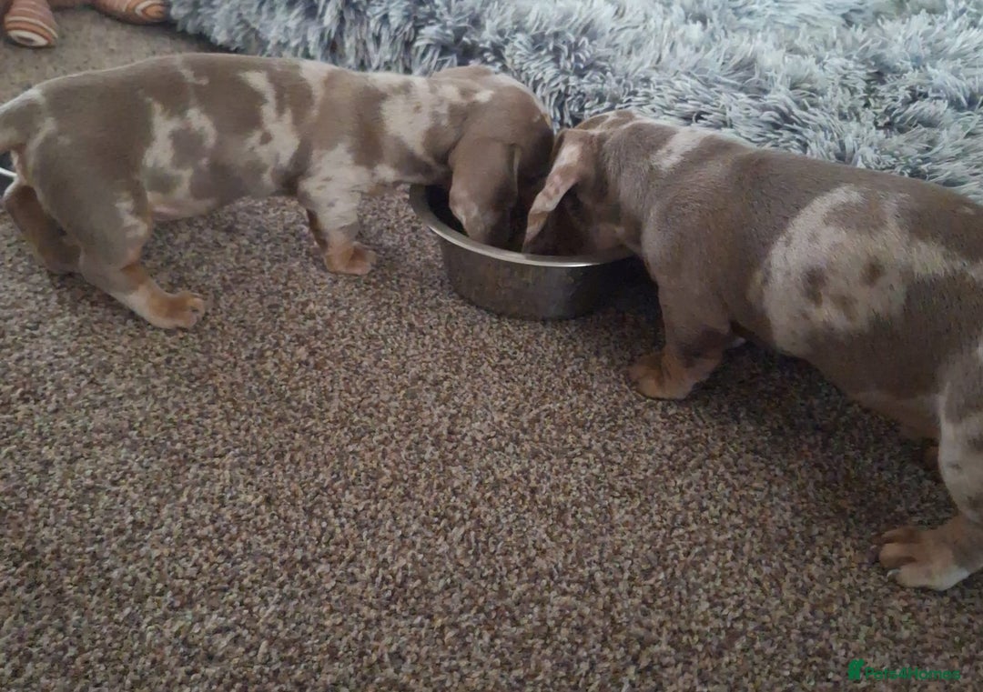 Miniature Dachshund dogs for sale: Adorable KC registered mini dachsund pups - Image 28