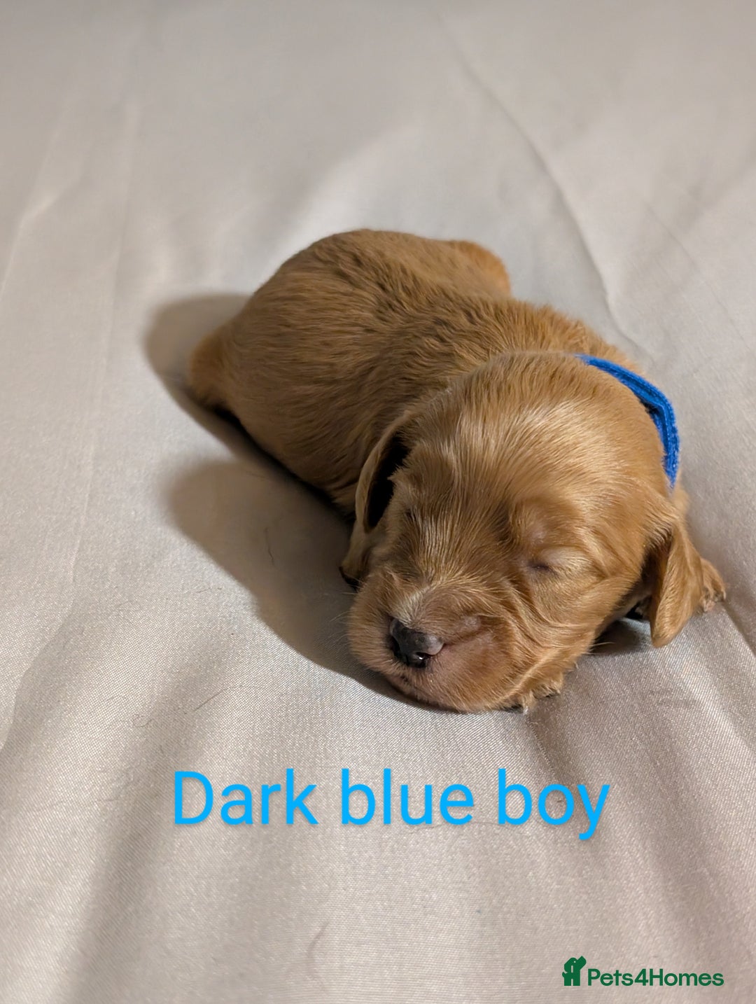 Cockapoo dogs for sale: Stunning f1 Cockapoo puppy's  - Image 7