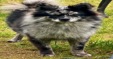 Pomeranian dogs - Advert 6