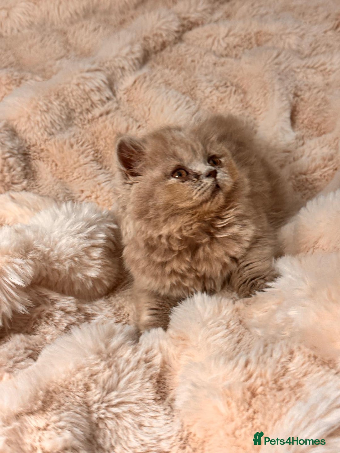 British Longhair cats for sale: !!Champion Bloodline!! British longhair GCCF stoke - Advert 4