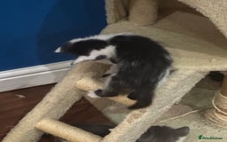 Domestic Shorthair cats for sale: Forever homes needed  - Image 17