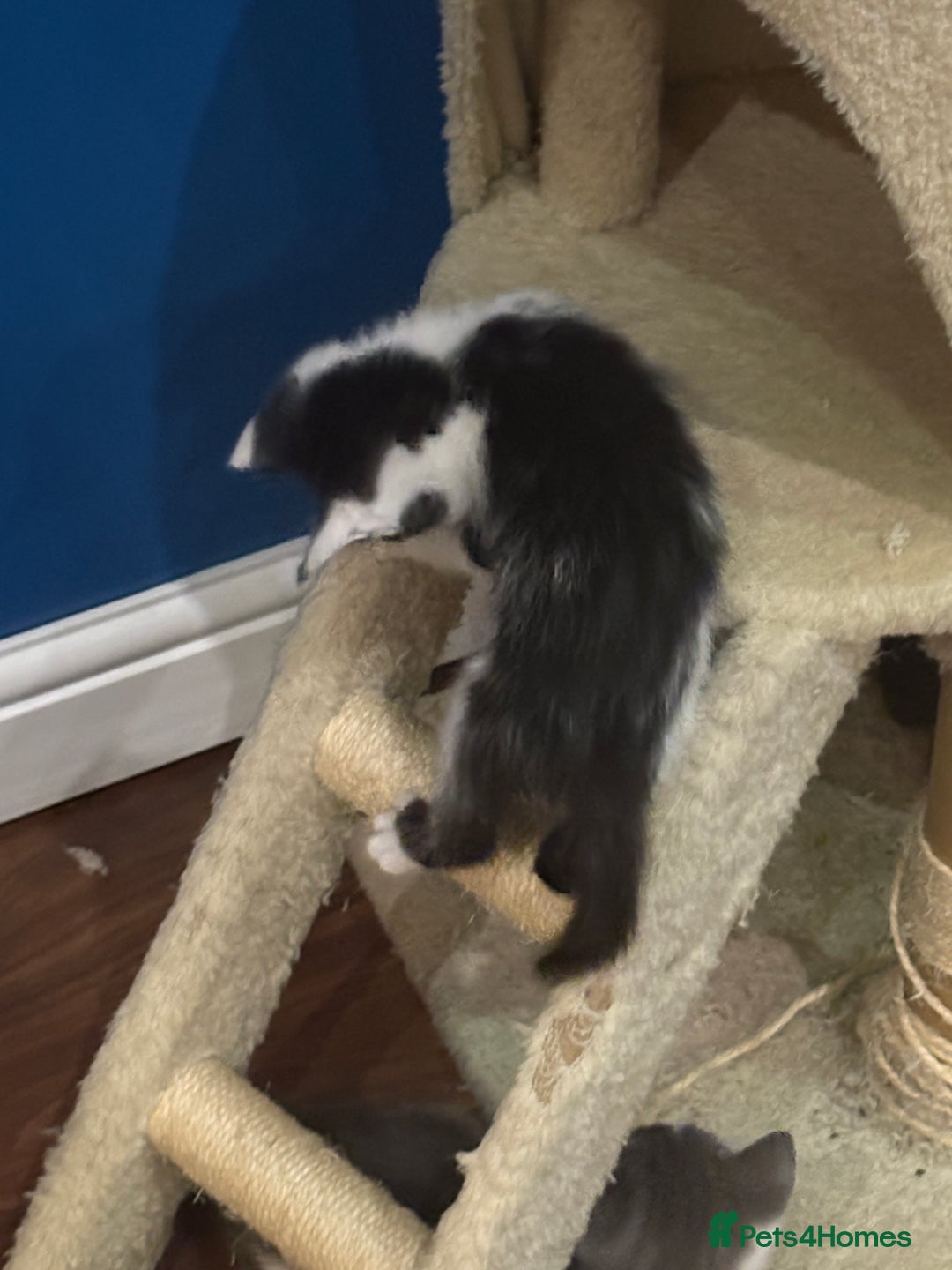 Domestic Shorthair cats for sale: Forever homes needed  - Image 17