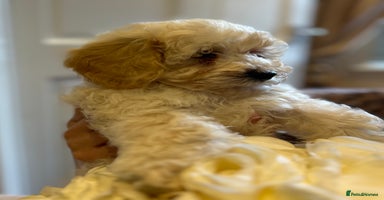 Maltipoo dogs - Advert 6