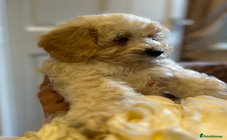 Maltipoo dogs - Advert 5