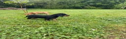 Cocker Spaniel dogs for sale: Stunning Cocker Spaniel Puppies  - Advert 2