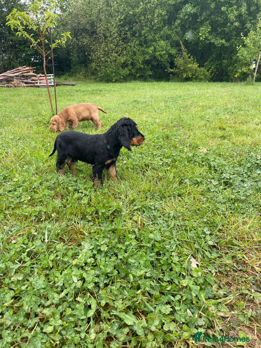 Cocker Spaniel dogs for sale: Stunning Cocker Spaniel Puppies  - Advert 2