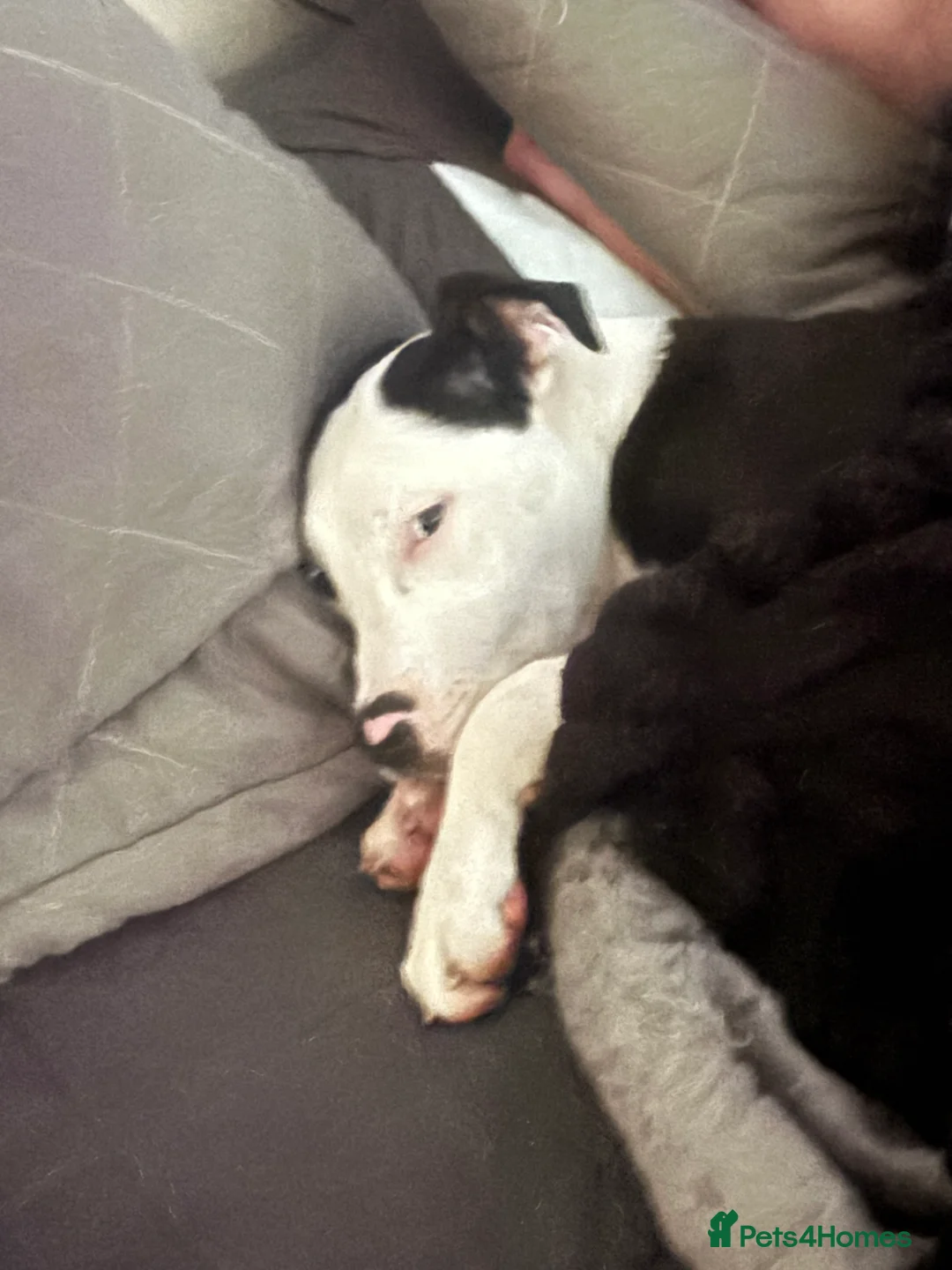 Mixed Breed dogs for sale: Bull mastiff cross staff female  - Advert 4