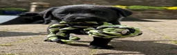 Labrador Retriever dogs for sale: **1x stunning KC black lab dog remaining** - Advert 13