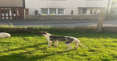 Whippet dogs - Advert 7