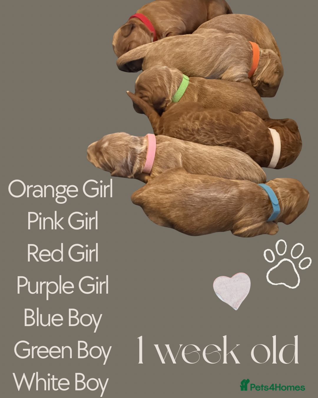 Australian Labradoodle dogs Arrival 100% Pure bred Australian Labradoodle  - Advert 2