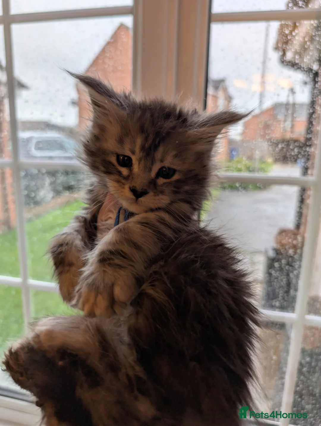 Maine Coon cats for sale: Full Mainecoon kittens  - Advert 4