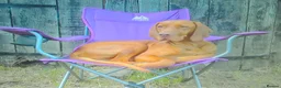 Hungarian Vizsla dogs for sale: KC REG & HEALTH CHECKED PARENTS & PUPS - Advert 3