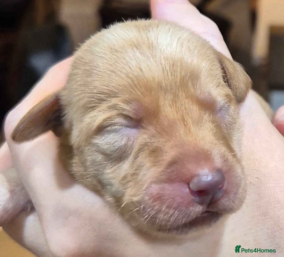 Labrador Retriever dogs for sale: KC Reg Working Fox Red & Yellow Lab Puppies - Advert 20