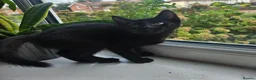 Sphynx cats for sale: Sphynx cross - Advert 2