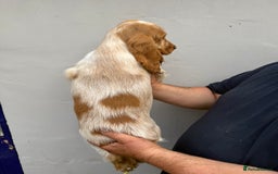 Cocker Spaniel dogs for sale: Fabulous Cocker Spaniel Pupies - Image 11