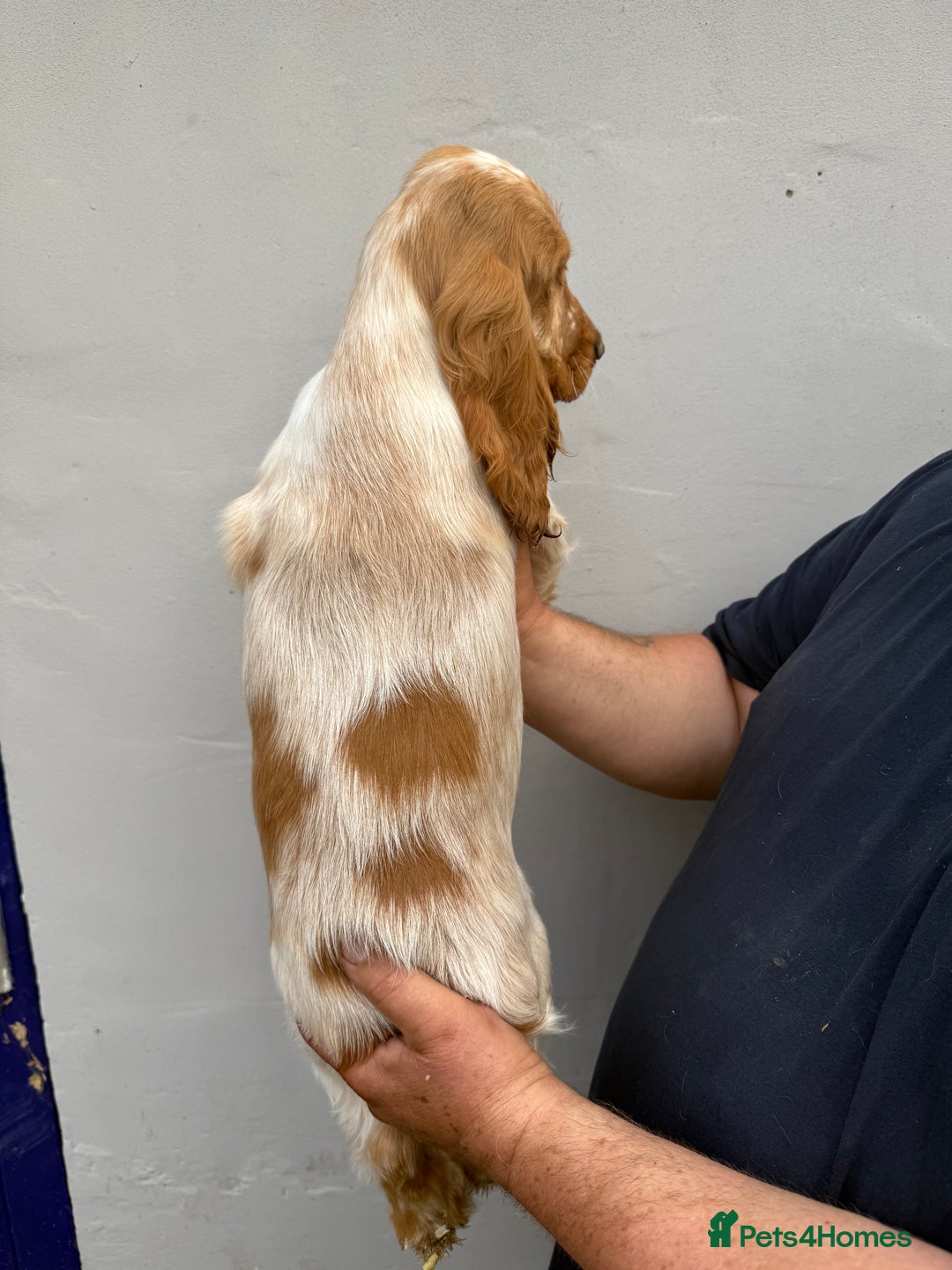 Cocker Spaniel dogs for sale: Fabulous Cocker Spaniel Pupies - Image 11