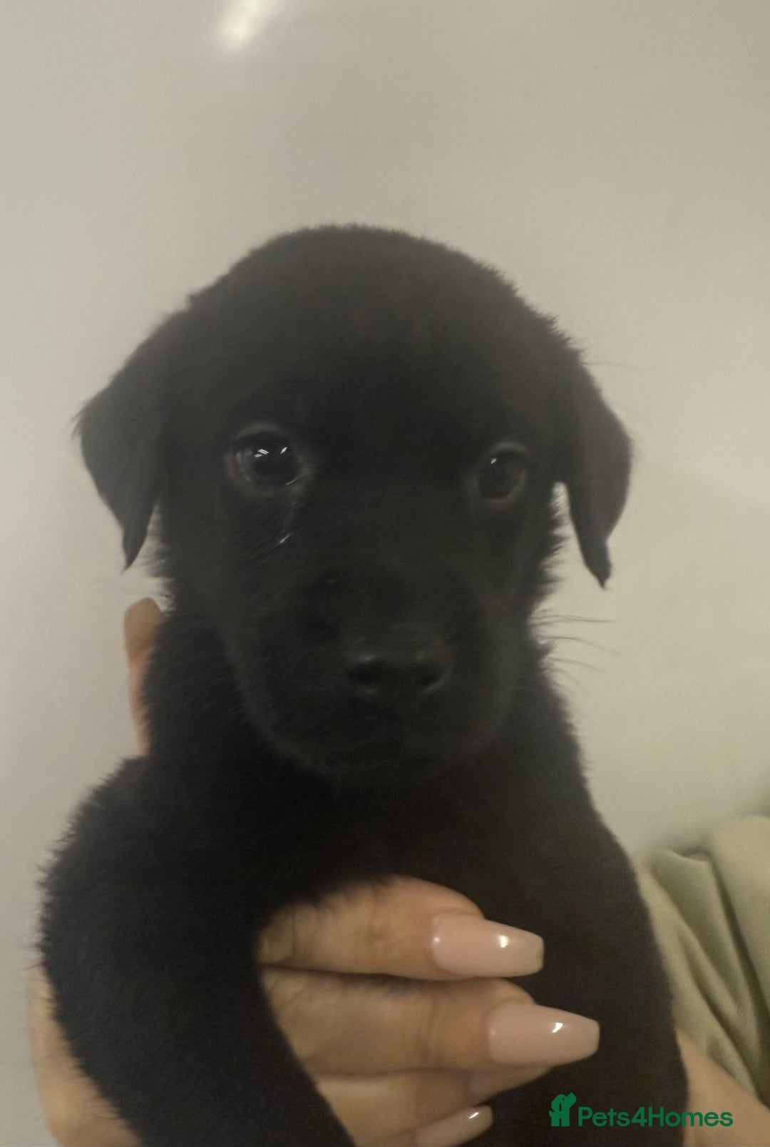 Labrador Retriever dogs for sale: Labrador Puppies For Sale - Advert 9