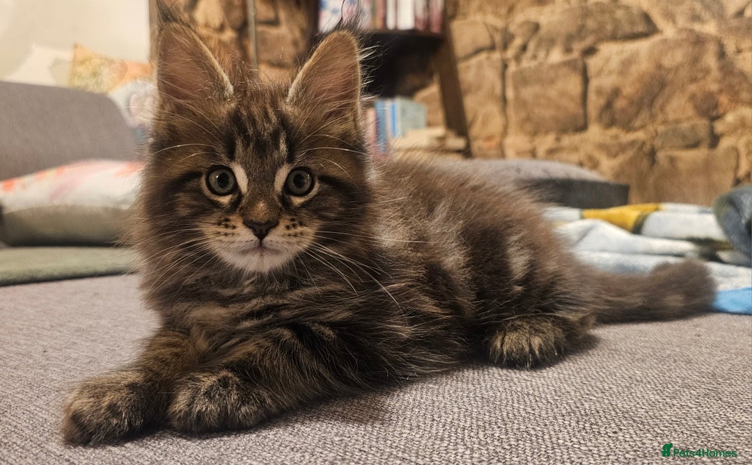 Maine Coon cats for sale: Purebred Maine Coon kittens from pedigree parents  in Lichfield - Image 29