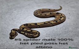 Python Snake reptiles for sale: Hatchling royal pythons  - Image 9