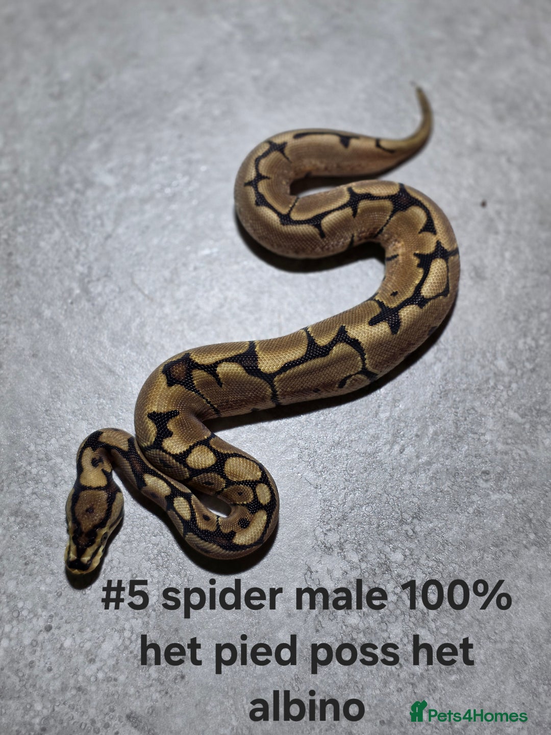 Python Snake reptiles for sale: Hatchling royal pythons  - Image 9