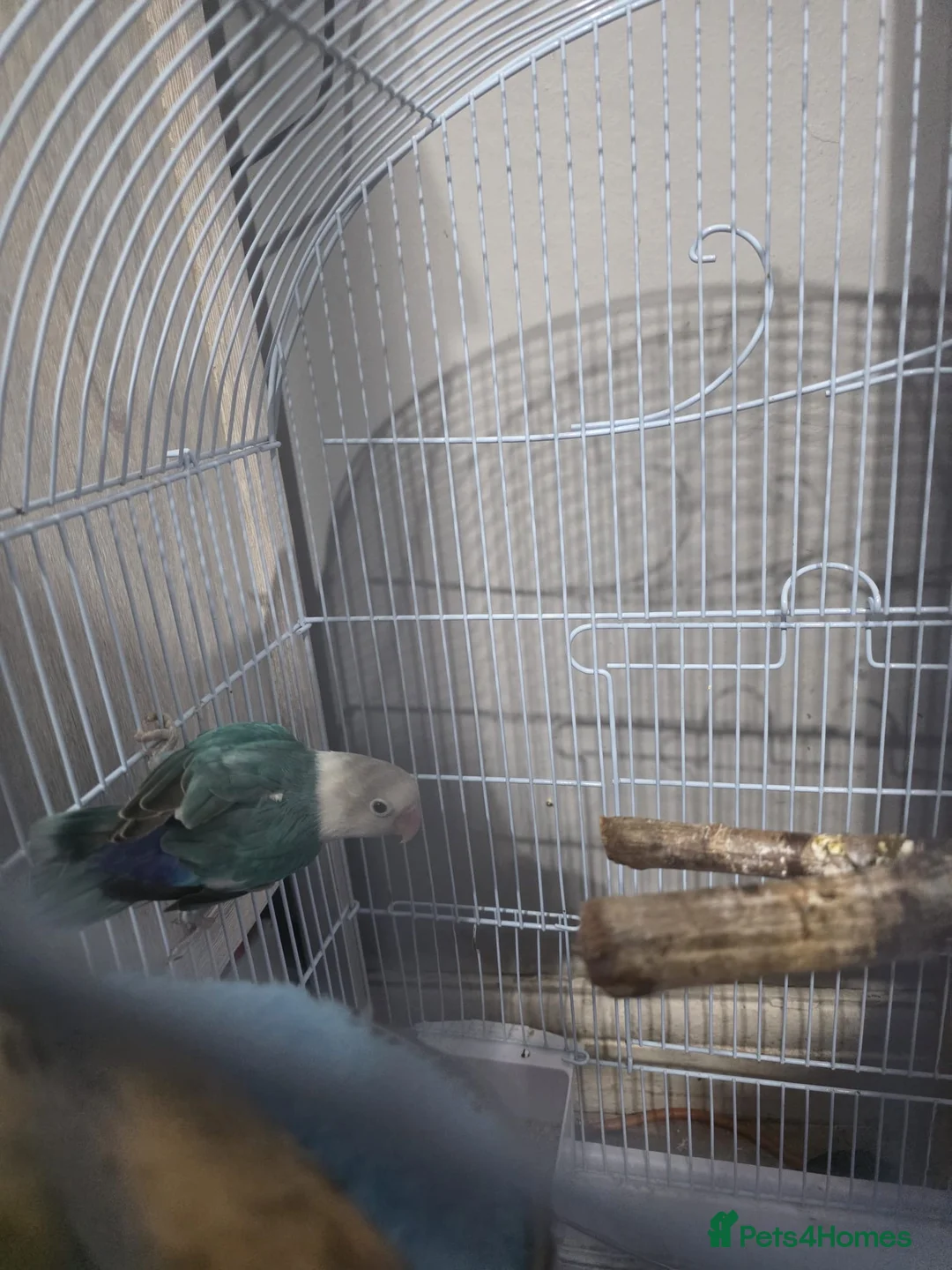 Lovebirds birds for sale: Sami tamed love bird - Advert 5