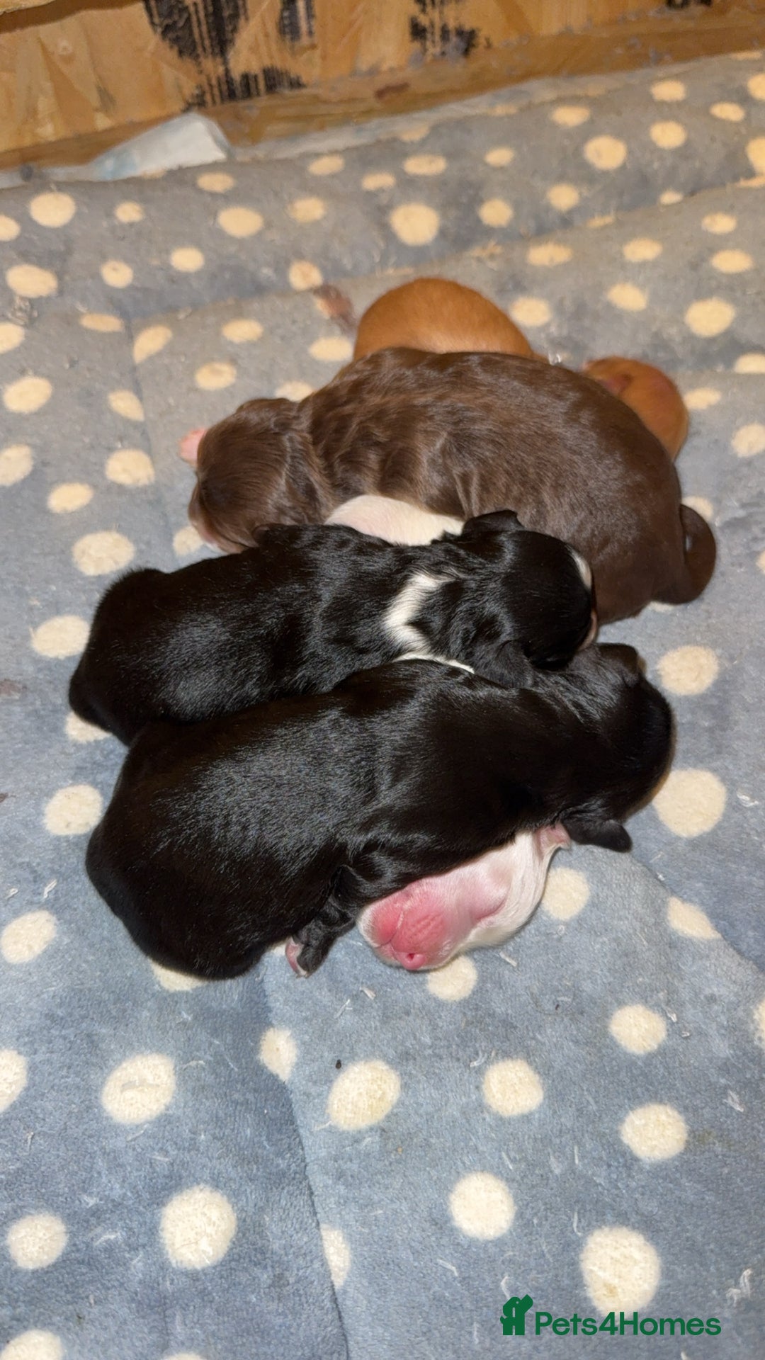 Cockapoo dogs for sale: Cockapoo pups  - Image 4