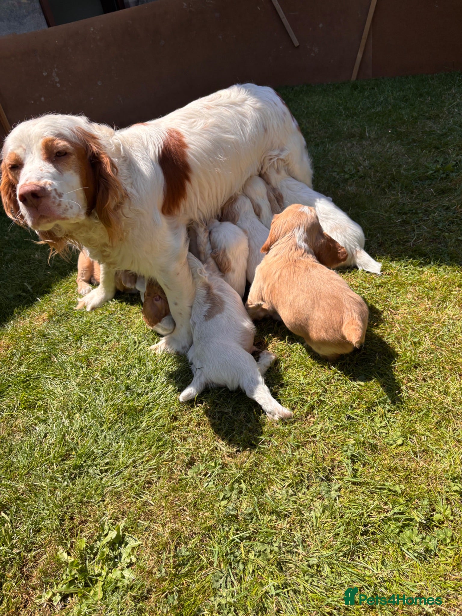 Mixed Breed dogs Clumber x Puppies  - Advert 11