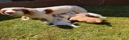 Mixed Breed dogs for sale: Clumber x Puppies  - Advert 1